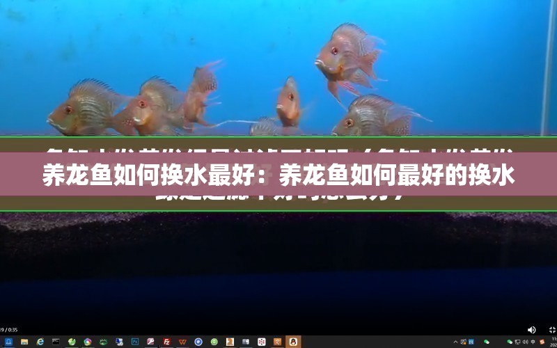 養(yǎng)龍魚如何換水最好：養(yǎng)龍魚如何最好的換水 水族問答