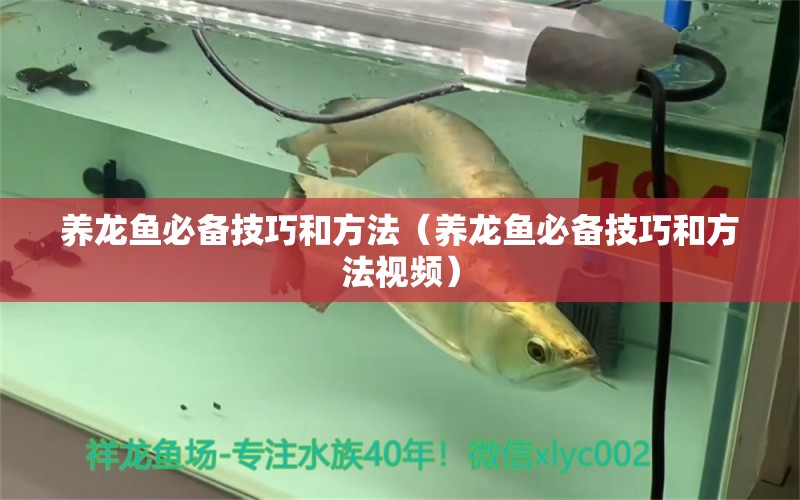 養(yǎng)龍魚必備技巧和方法（養(yǎng)龍魚必備技巧和方法視頻）