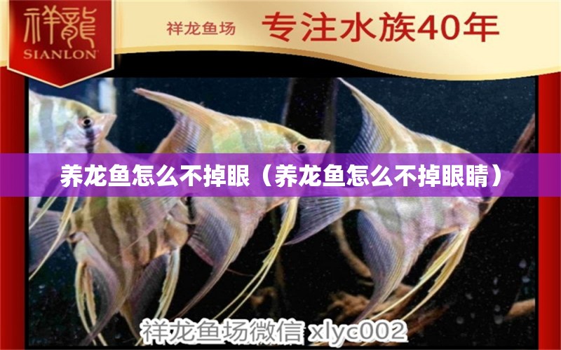 養(yǎng)龍魚怎么不掉眼（養(yǎng)龍魚怎么不掉眼睛） 廣州龍魚批發(fā)市場(chǎng)