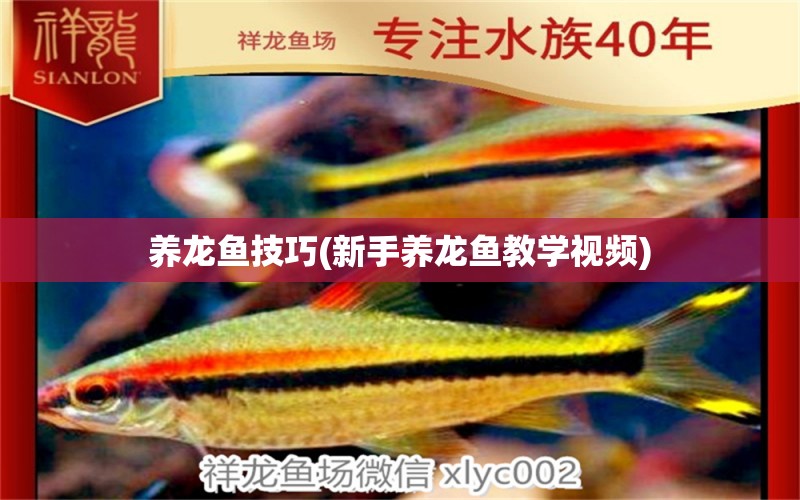 養(yǎng)龍魚技巧(新手養(yǎng)龍魚教學視頻)