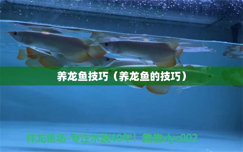 養(yǎng)龍魚技巧（養(yǎng)龍魚的技巧）