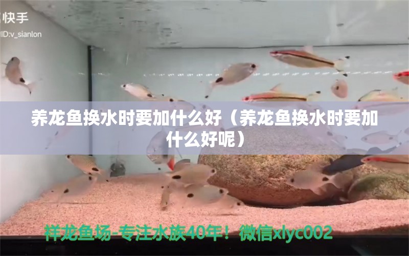 養(yǎng)龍魚換水時要加什么好（養(yǎng)龍魚換水時要加什么好呢） 廣州龍魚批發(fā)市場