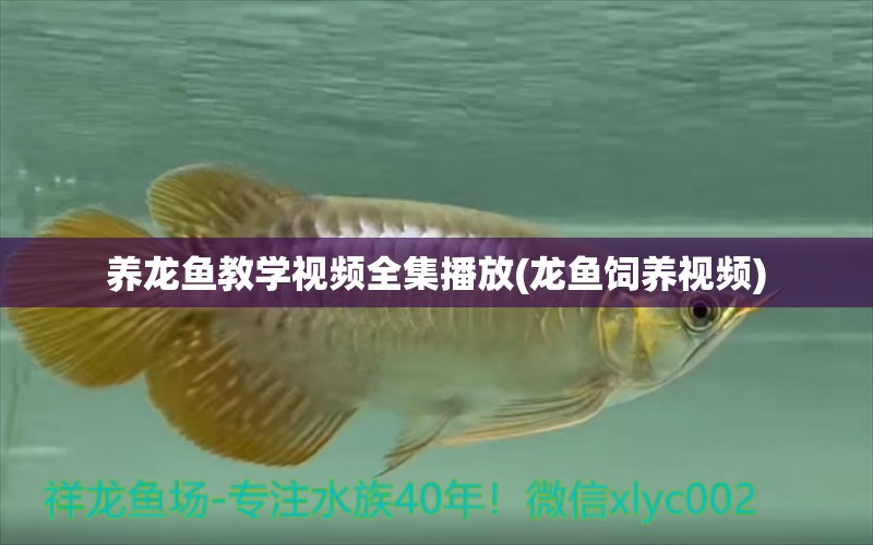 養(yǎng)龍魚教學視頻全集播放(龍魚飼養(yǎng)視頻) 金龍魚糧