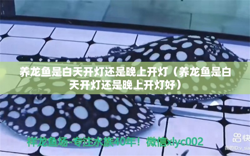 養(yǎng)龍魚是白天開燈還是晚上開燈（養(yǎng)龍魚是白天開燈還是晚上開燈好） 祥龍水族醫(yī)院