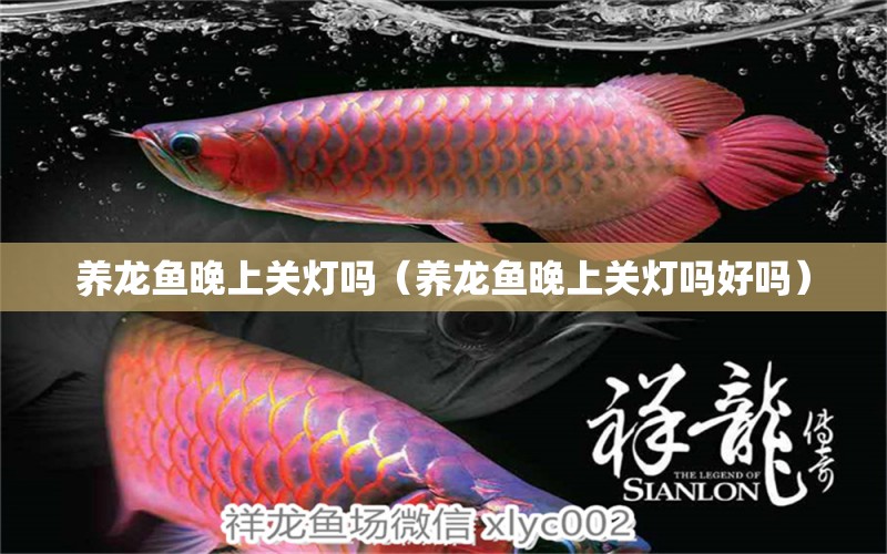 養(yǎng)龍魚晚上關(guān)燈嗎（養(yǎng)龍魚晚上關(guān)燈嗎好嗎）