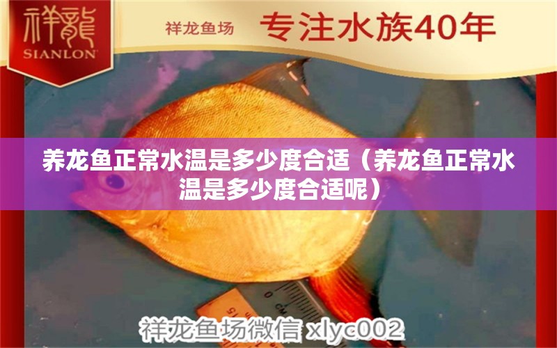 養(yǎng)龍魚正常水溫是多少度合適（養(yǎng)龍魚正常水溫是多少度合適呢） 圖騰金龍魚