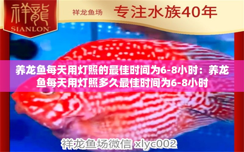 養(yǎng)龍魚每天用燈照的最佳時間為6-8小時：養(yǎng)龍魚每天用燈照多久最佳時間為6-8小時 龍魚百科 第2張