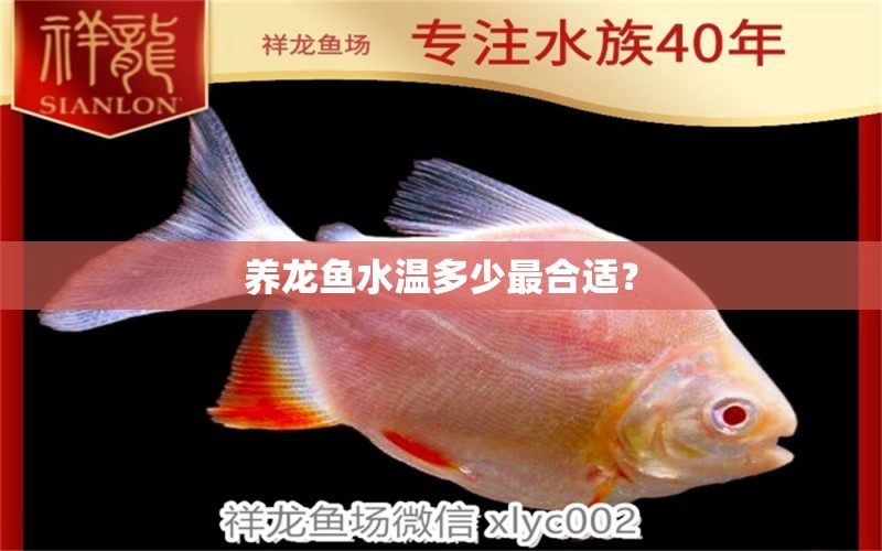 養(yǎng)龍魚水溫多少最合適？