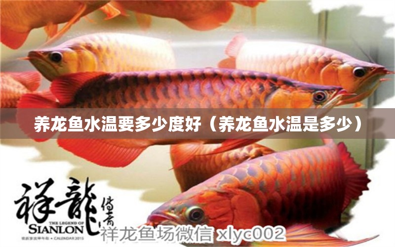 養(yǎng)龍魚水溫要多少度好（養(yǎng)龍魚水溫是多少） 祥龍水族醫(yī)院