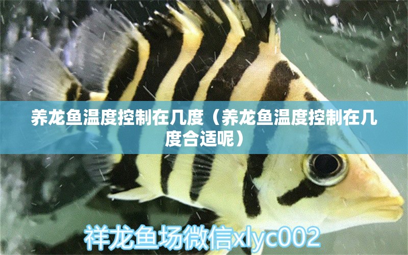 養(yǎng)龍魚溫度控制在幾度（養(yǎng)龍魚溫度控制在幾度合適呢） 廣州龍魚批發(fā)市場