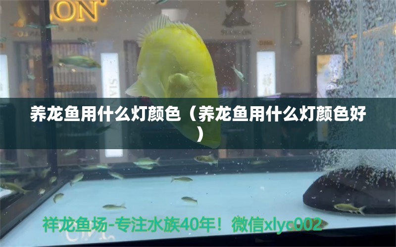 養(yǎng)龍魚用什么燈顏色（養(yǎng)龍魚用什么燈顏色好） 廣州龍魚批發(fā)市場