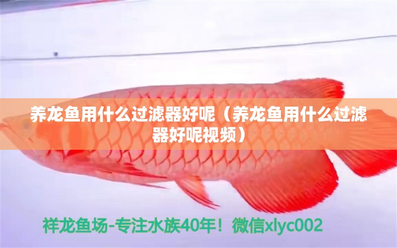 養(yǎng)龍魚用什么過濾器好呢（養(yǎng)龍魚用什么過濾器好呢視頻）