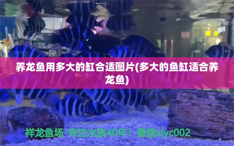 養(yǎng)龍魚用多大的缸合適圖片(多大的魚缸適合養(yǎng)龍魚)