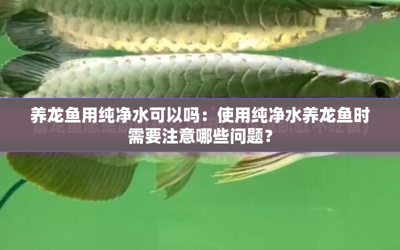 養(yǎng)龍魚用純凈水可以嗎：使用純凈水養(yǎng)龍魚時需要注意哪些問題？ 水族問答