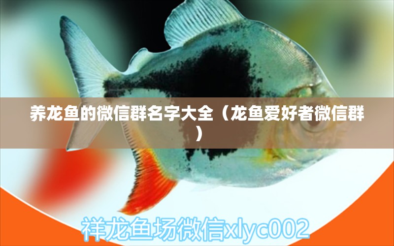 養(yǎng)龍魚的微信群名字大全（龍魚愛好者微信群） 眼斑魚