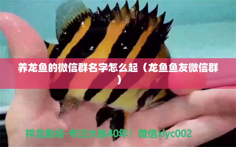 養(yǎng)龍魚的微信群名字怎么起（龍魚魚友微信群）