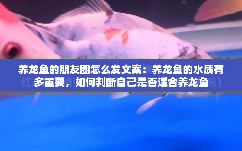 養(yǎng)龍魚的朋友圈怎么發(fā)文案：養(yǎng)龍魚的水質(zhì)有多重要，如何判斷自己是否適合養(yǎng)龍魚 水族問答