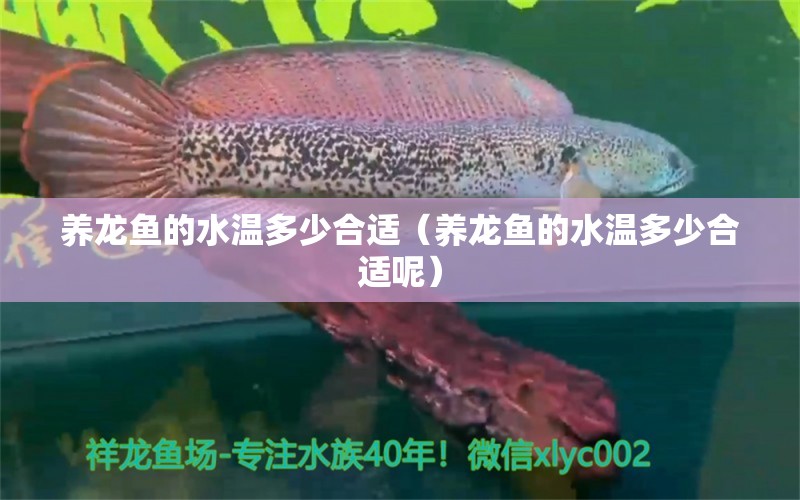 養(yǎng)龍魚的水溫多少合適（養(yǎng)龍魚的水溫多少合適呢）