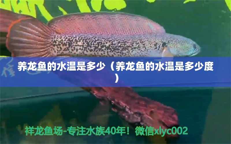 養(yǎng)龍魚(yú)的水溫是多少（養(yǎng)龍魚(yú)的水溫是多少度） 祥龍水族醫(yī)院