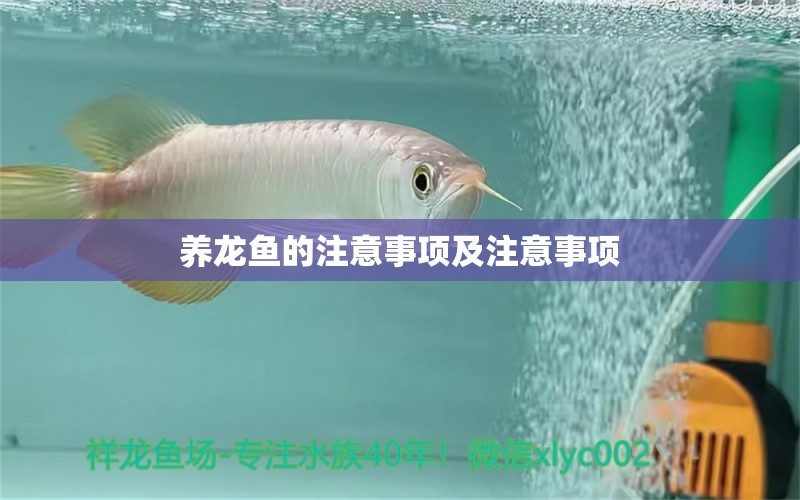 養(yǎng)龍魚的注意事項(xiàng)及注意事項(xiàng) 養(yǎng)魚知識(shí) 第1張