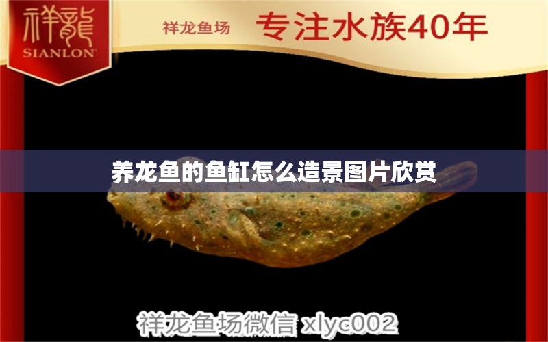 養(yǎng)龍魚(yú)的魚(yú)缸怎么造景圖片欣賞 祥龍魚(yú)場(chǎng)