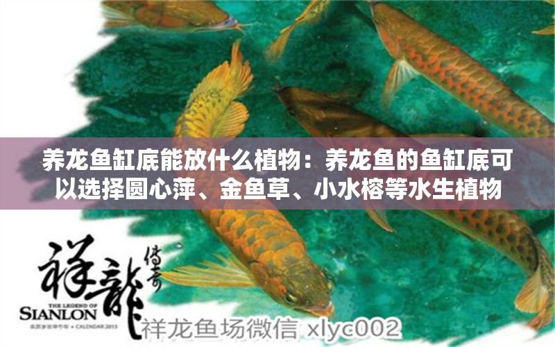 養(yǎng)龍魚缸底能放什么植物：養(yǎng)龍魚的魚缸底可以選擇圓心萍、金魚草、小水榕等水生植物 龍魚百科 第2張