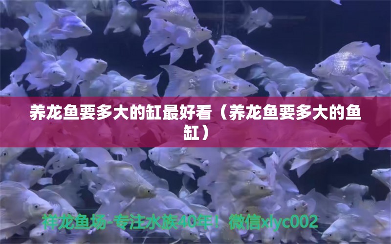 養(yǎng)龍魚要多大的缸最好看（養(yǎng)龍魚要多大的魚缸）