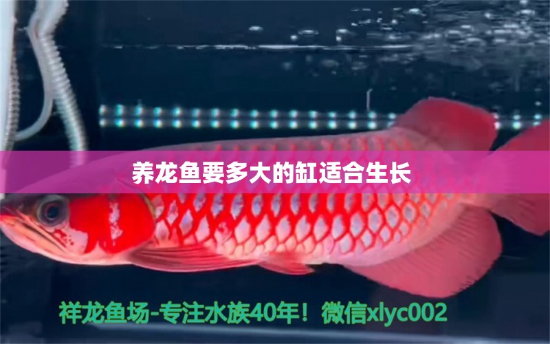 養(yǎng)龍魚要多大的缸適合生長 