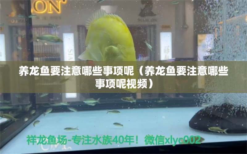 養(yǎng)龍魚要注意哪些事項(xiàng)呢（養(yǎng)龍魚要注意哪些事項(xiàng)呢視頻）