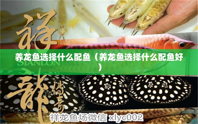 養(yǎng)龍魚選擇什么配魚（養(yǎng)龍魚選擇什么配魚好）