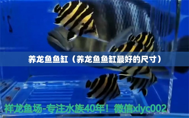 養(yǎng)龍魚魚缸（養(yǎng)龍魚魚缸最好的尺寸）