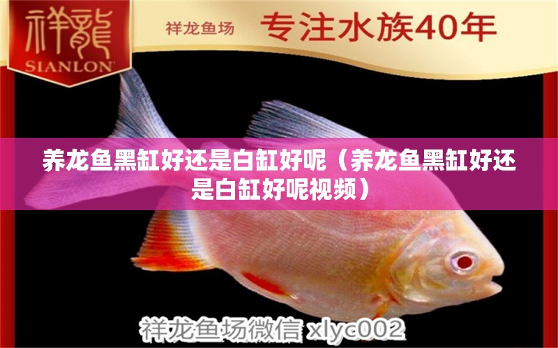 養(yǎng)龍魚黑缸好還是白缸好呢（養(yǎng)龍魚黑缸好還是白缸好呢視頻）