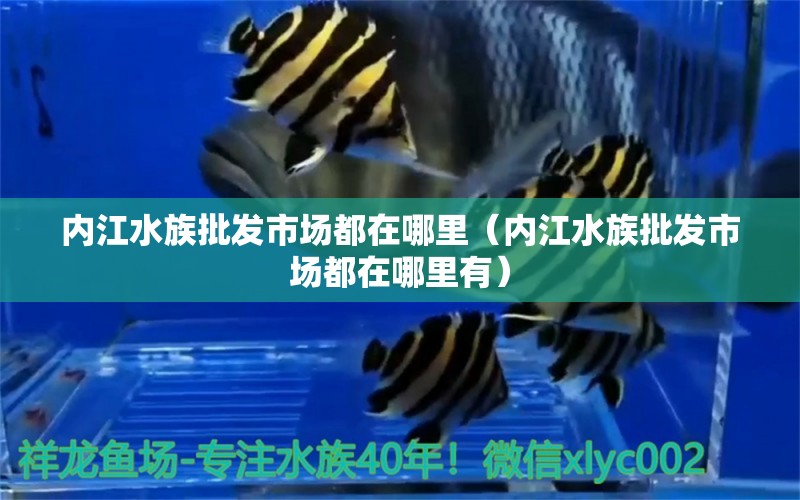 內(nèi)江水族批發(fā)市場都在哪里（內(nèi)江水族批發(fā)市場都在哪里有） 觀賞魚進(jìn)出口