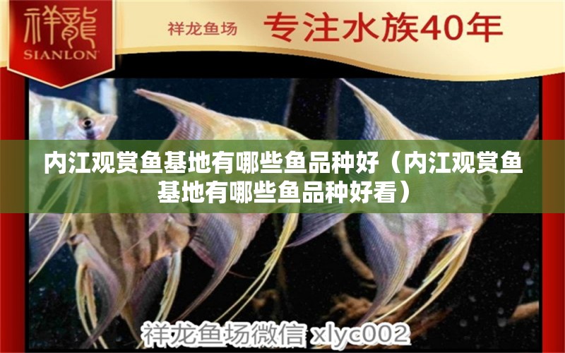 內(nèi)江觀賞魚基地有哪些魚品種好（內(nèi)江觀賞魚基地有哪些魚品種好看）