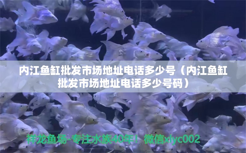 內(nèi)江魚缸批發(fā)市場地址電話多少號（內(nèi)江魚缸批發(fā)市場地址電話多少號碼） 白子金龍魚