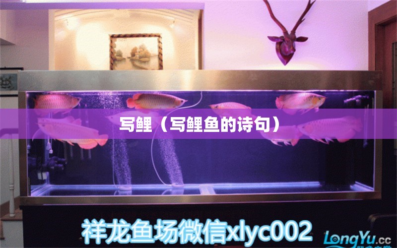 寫鯉（寫鯉魚的詩句） 觀賞魚