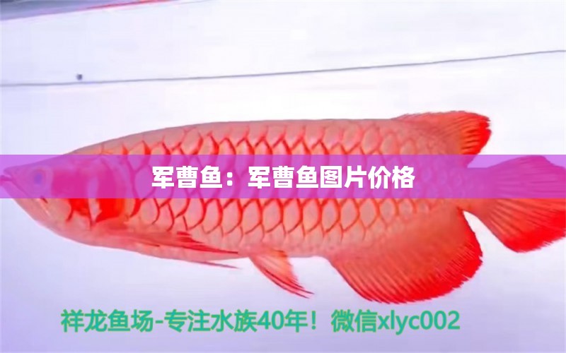 軍曹魚：軍曹魚圖片價格