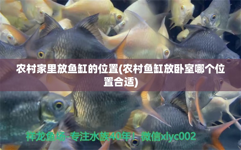 農(nóng)村家里放魚缸的位置(農(nóng)村魚缸放臥室哪個位置合適) 大白鯊魚苗