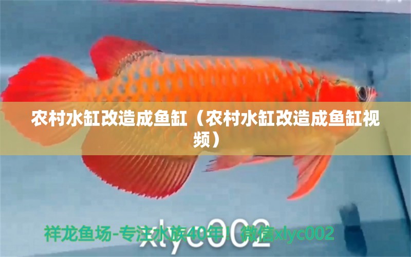 農(nóng)村水缸改造成魚缸（農(nóng)村水缸改造成魚缸視頻） 蝴蝶鯉