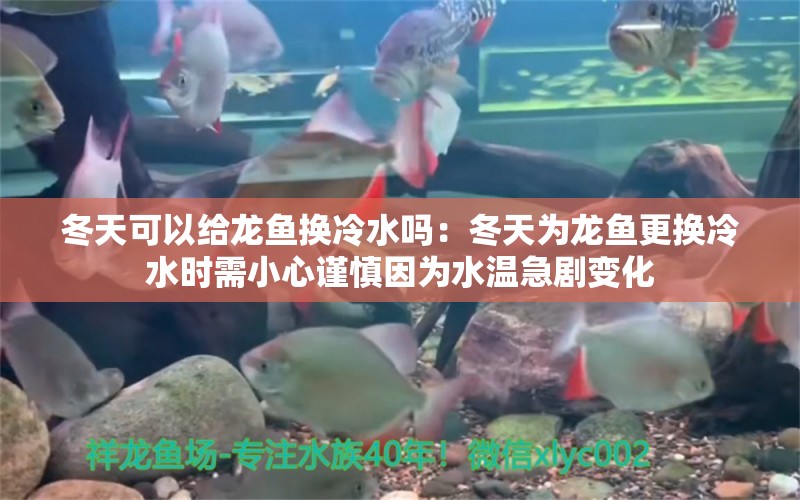 冬天可以給龍魚換冷水嗎：冬天為龍魚更換冷水時需小心謹慎因為水溫急劇變化 水族問答 第1張