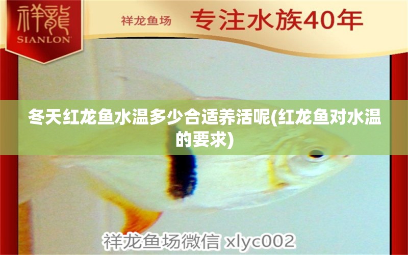 冬天紅龍魚水溫多少合適養(yǎng)活呢(紅龍魚對(duì)水溫的要求)