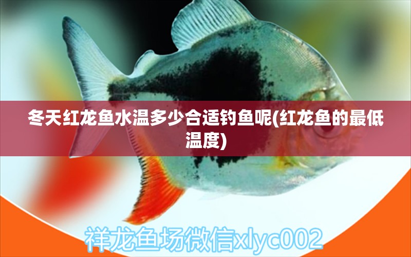 冬天紅龍魚水溫多少合適釣魚呢(紅龍魚的最低溫度) 垂釣樂園