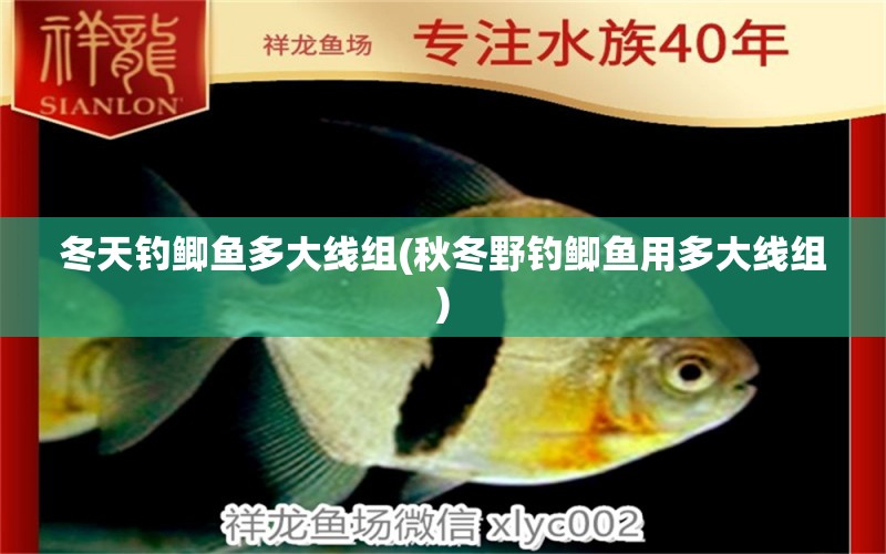 冬天釣鯽魚(yú)多大線組(秋冬野釣鯽魚(yú)用多大線組) 垂釣樂(lè)園