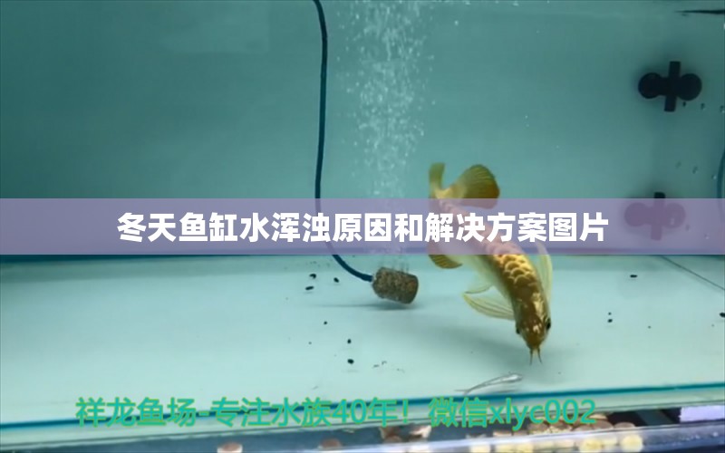 冬天魚缸水渾濁原因和解決方案圖片