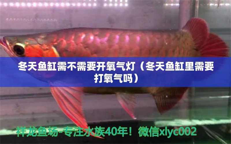 冬天魚缸需不需要開氧氣燈（冬天魚缸里需要打氧氣嗎）