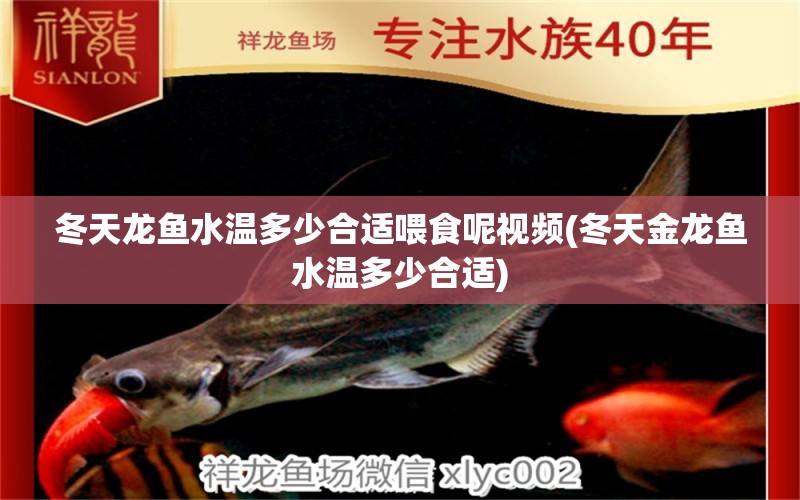 冬天龍魚水溫多少合適喂食呢視頻(冬天金龍魚水溫多少合適)