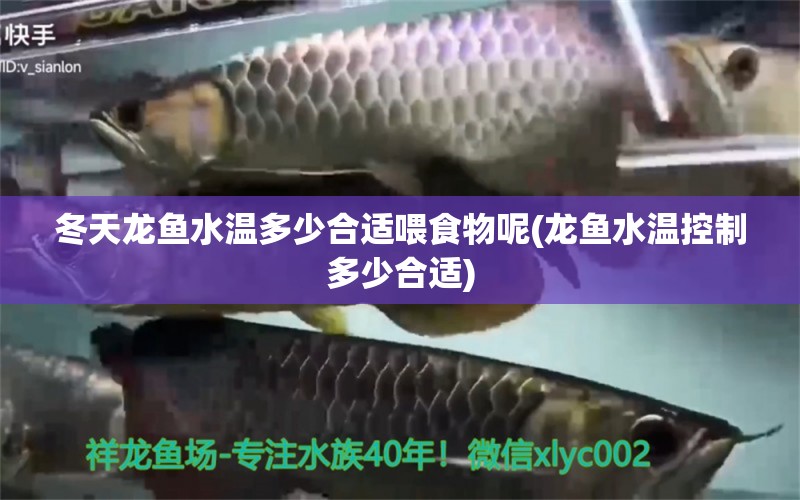 冬天龍魚水溫多少合適喂食物呢(龍魚水溫控制多少合適) 巴西亞魚 第1張