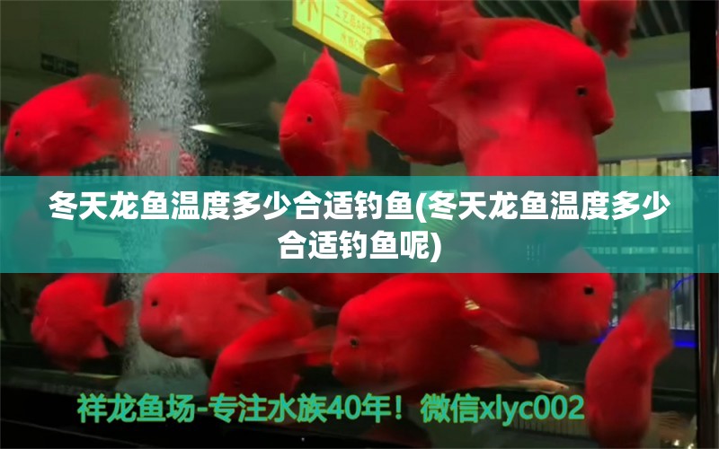 冬天龍魚溫度多少合適釣魚(冬天龍魚溫度多少合適釣魚呢) 垂釣樂園