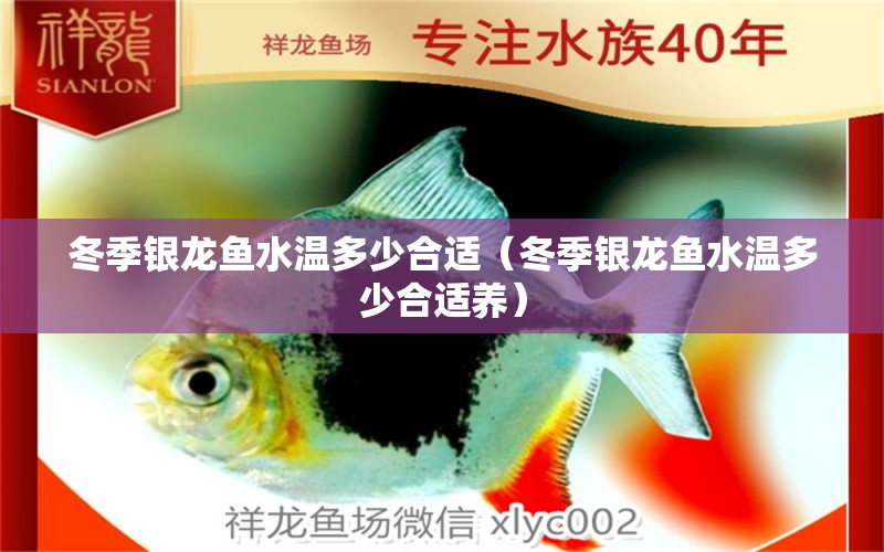 冬季銀龍魚水溫多少合適（冬季銀龍魚水溫多少合適養(yǎng)） 銀龍魚