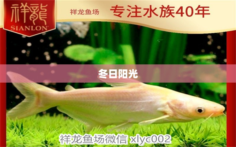 冬日陽(yáng)光 觀賞魚論壇 第2張